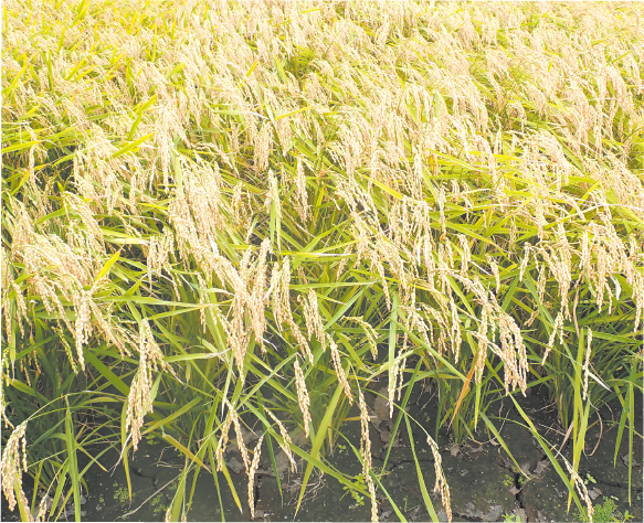 酒米品種開発の取り組み